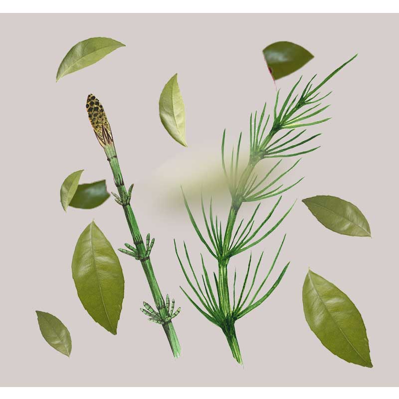 ackerschachthalm-01 Ackerschachtelhalm und Hamamelisblätter, natürliche Inhaltsstoffe für das Balancing & Mattifying Face Gel von RAU Cosmetics, zur Hautregulation und -beruhigung.